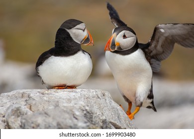 Puffins In Farne Islands In Daylight