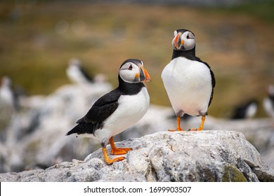 Puffins In Farne Islands In Daylight