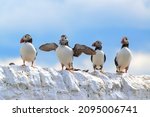 Puffins at the Farne Isles, Seahouses, UK