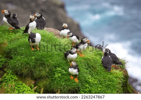 Puffins of the Faroe Islands, Mykines, Denmark, Europe