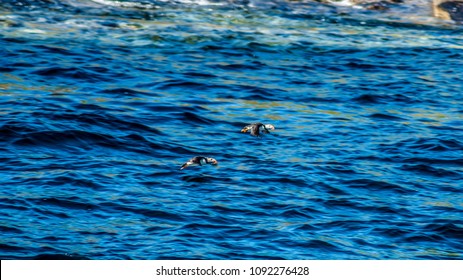 Puffins Near Orkney Islands, Scotland