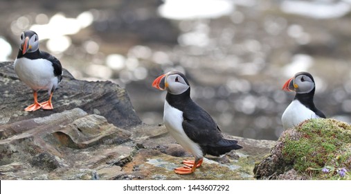 Puffins On Cliffs Dunnet Head Caithness Scotland