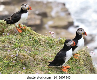 Puffins On Cliffs Dunnet Head Caithness Scotland