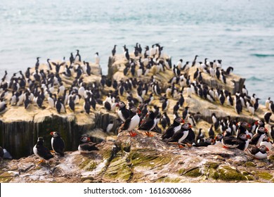 Puffins On The Farne Islands