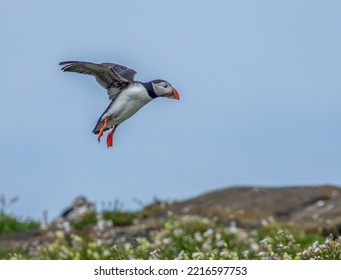 Puffins On Isle Of May