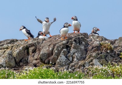 Puffins On Isle Of May