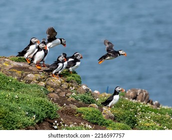 Puffins On Isle Of May