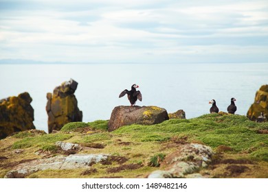 Puffins On The Isle Of May Scotland 