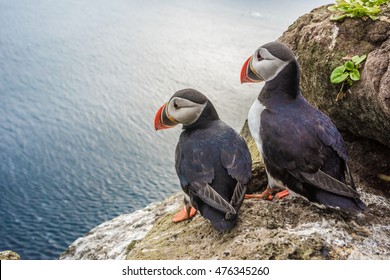 Puffins on the Latrabjarg cliffs, a promontory and the westernmost point in Iceland. Home to millions of puffins, gannets, guillemots and razorbills. West Fjords, Iceland