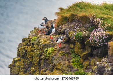 Puffins on the Latrabjarg cliffs, a stunning promontory, home to millions of birds,  at westernmost point of Iceland in the Westfjords region.