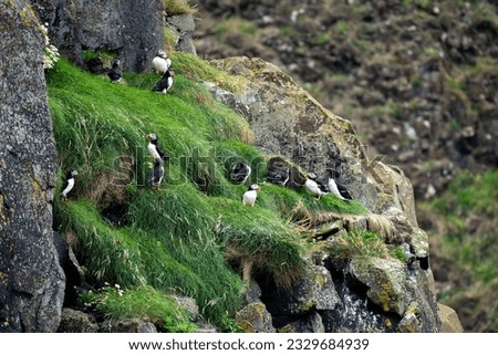 Puffins On Rathlin Island - Northern Ireland