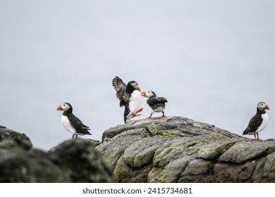 Puffins on Rocky Shore Under Cloudy Skies - Powered by Shutterstock