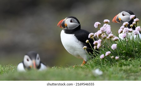 Puffins in the pink thrift on the Treshnish Islands of the Isle of Mull, Scotland