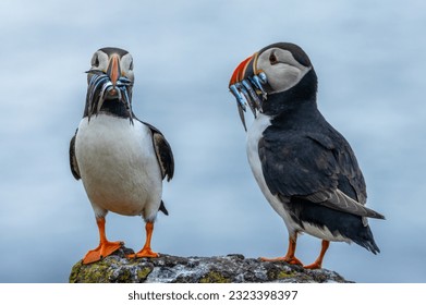 Puffins posing with a mouthful of sand eels on a rock in the sunshine on the Isle of May