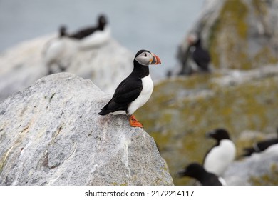 Puffins and Razorbills coexisting on Machias Seal Island. These are just two birds that can be found on the island during breeding season. 