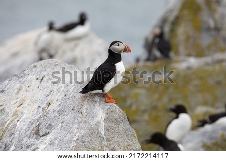 Puffins and Razorbills coexisting on Machias Seal Island. These are just two birds that can be found on the island during breeding season. 