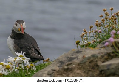 Puffins In Shetland Sumburgh Head