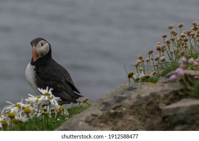 Puffins In Shetland Sumburgh Head