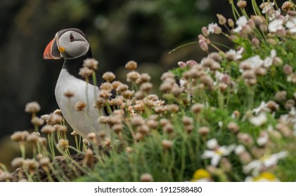 Puffins In Shetland Sumburgh Head