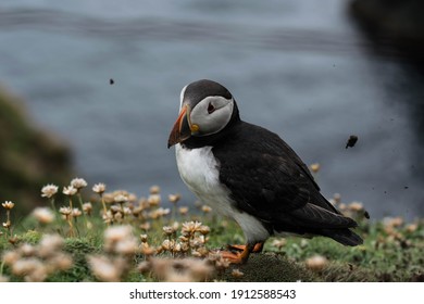 Puffins In Shetland Sumburgh Head