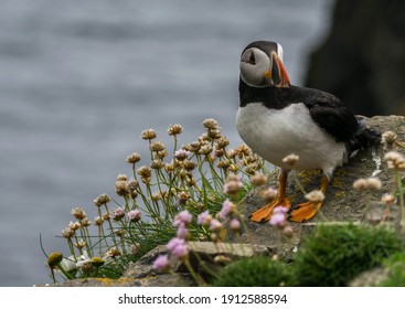 Puffins In Shetland Sumburgh Head