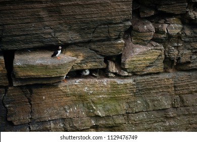 Puffins Sitting On Brown Cliffs Of A Rocky Coast Of Mainland, Largest Of Orkney Islands, With Bluish Water Of A Norwegian Sea