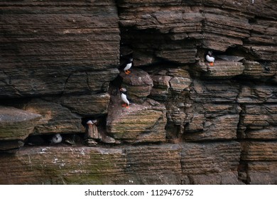 Puffins Sitting On Brown Cliffs Of A Rocky Coast Of Mainland, Largest Of Orkney Islands, With Bluish Water Of A Norwegian Sea