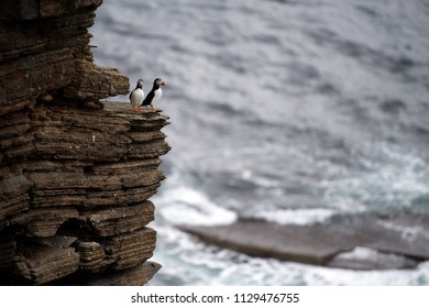 Puffins Sitting On Brown Cliffs Of A Rocky Coast Of Mainland, Largest Of Orkney Islands, With Bluish Water Of A Norwegian Sea