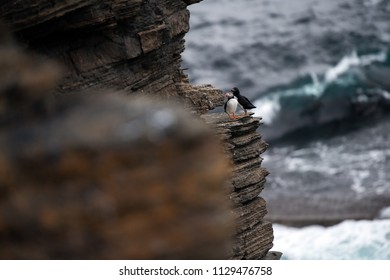 Puffins Sitting On Brown Cliffs Of A Rocky Coast Of Mainland, Largest Of Orkney Islands, With Bluish Water Of A Norwegian Sea