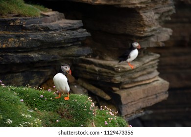 Puffins Sitting On Green Grass On Cliffs Of A Rocky Coast Of Mainland, Largest Of Orkney Islands, With Bluish Water Of A Norwegian Sea