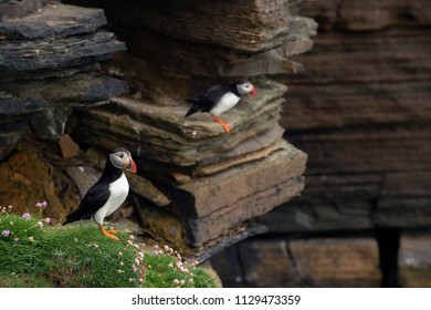 Puffins Sitting On Green Grass On Cliffs Of A Rocky Coast Of Mainland, Largest Of Orkney Islands, With Bluish Water Of A Norwegian Sea