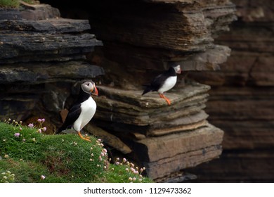 Puffins Sitting On Green Grass On Cliffs Of A Rocky Coast Of Mainland, Largest Of Orkney Islands, With Bluish Water Of A Norwegian Sea