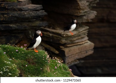 Puffins Sitting On Green Grass On Cliffs Of A Rocky Coast Of Mainland, Largest Of Orkney Islands, With Bluish Water Of A Norwegian Sea