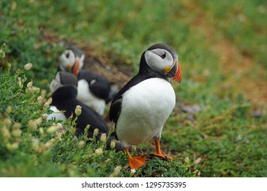 Puffins At The Skellig Islands