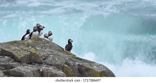 Puffins and a stormy sea, Inner Farne, Northumberland, UK - Powered by Shutterstock