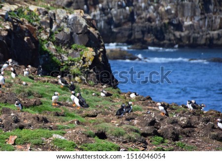 Puffins  in their natural environment at the Puffin Site in Elliston, Bonavista Peninsula; Newfoundland and Labrador Canada