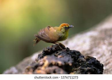 Puff-throated Babbler bird