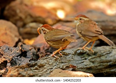 Puff-throated Babbler in nature, Birds of Thailand
