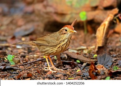 Puff-throated Babbler in nature, Birds of Thailand