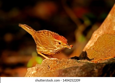Puff-throated Babbler in nature, Birds of Thailand