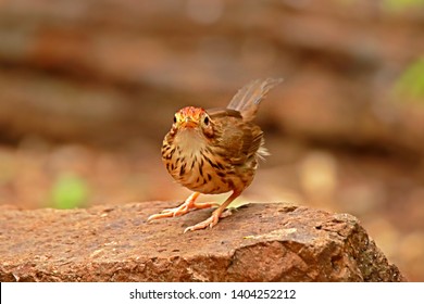 Puff-throated Babbler in nature, Birds of Thailand