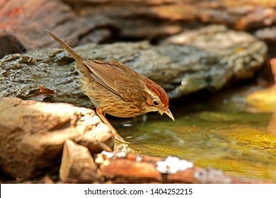 Puff-throated Babbler in nature, Birds of Thailand