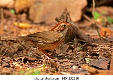 Puff-throated Babbler in nature, Birds of Thailand