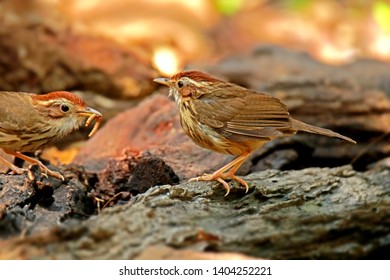 Puff-throated Babbler in nature, Birds of Thailand