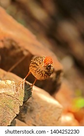 Puff-throated Babbler in nature, Birds of Thailand