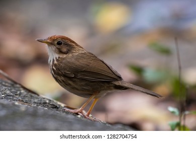 Puff-throated Babbler: a passerine bird found in Asia and it likes to quietly forage forest grounds through grass, plants, and turning fallen leaves for worms and insects.