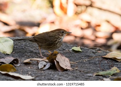Puff-throated Babbler: a passerine bird found in Asia and it likes to quietly forage forest grounds through grass, plants, and turning fallen leaves for worms and insects.