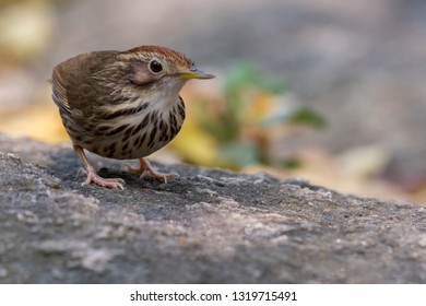 Puff-throated Babbler: a passerine bird found in Asia and it likes to quietly forage forest grounds through grass, plants, and turning fallen leaves for worms and insects.