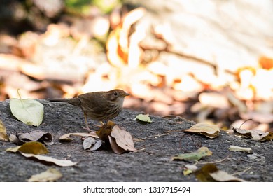Puff-throated Babbler: a passerine bird found in Asia and it likes to quietly forage forest grounds through grass, plants, and turning fallen leaves for worms and insects.