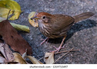 Puff-throated Babbler: a passerine bird found in Asia and it likes to quietly forage forest grounds through grass, plants, and turning fallen leaves for worms and insects.